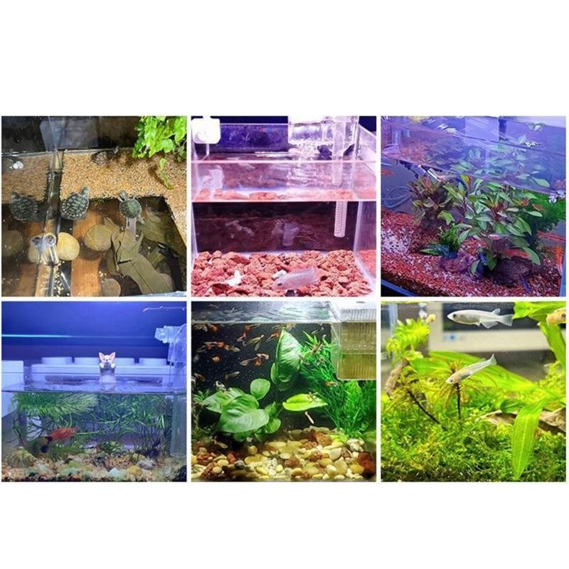 حوض السمك الصغير للأسماك الخفي - مراجعة Planted Aquarium Bowl وسعره