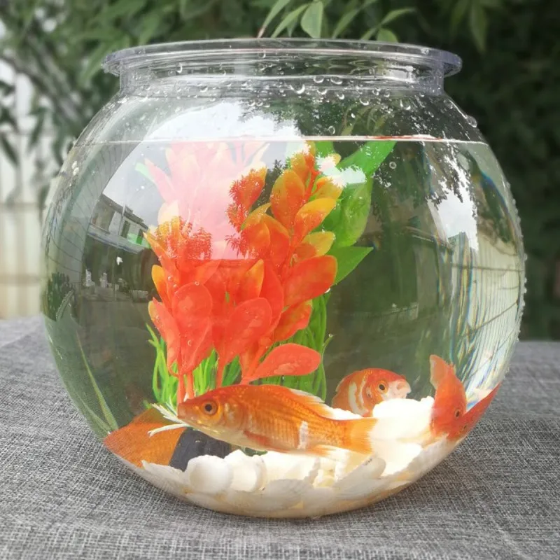 ذهبية السلطانية سطح المكتب الب - مراجعة Planted Aquarium Bowl وسعره