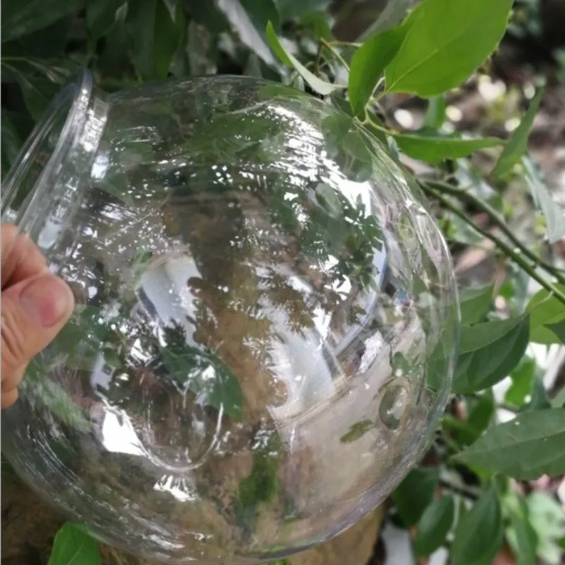 ذهبية السلطانية سطح المكتب الب - مراجعة Planted Aquarium Bowl وسعره