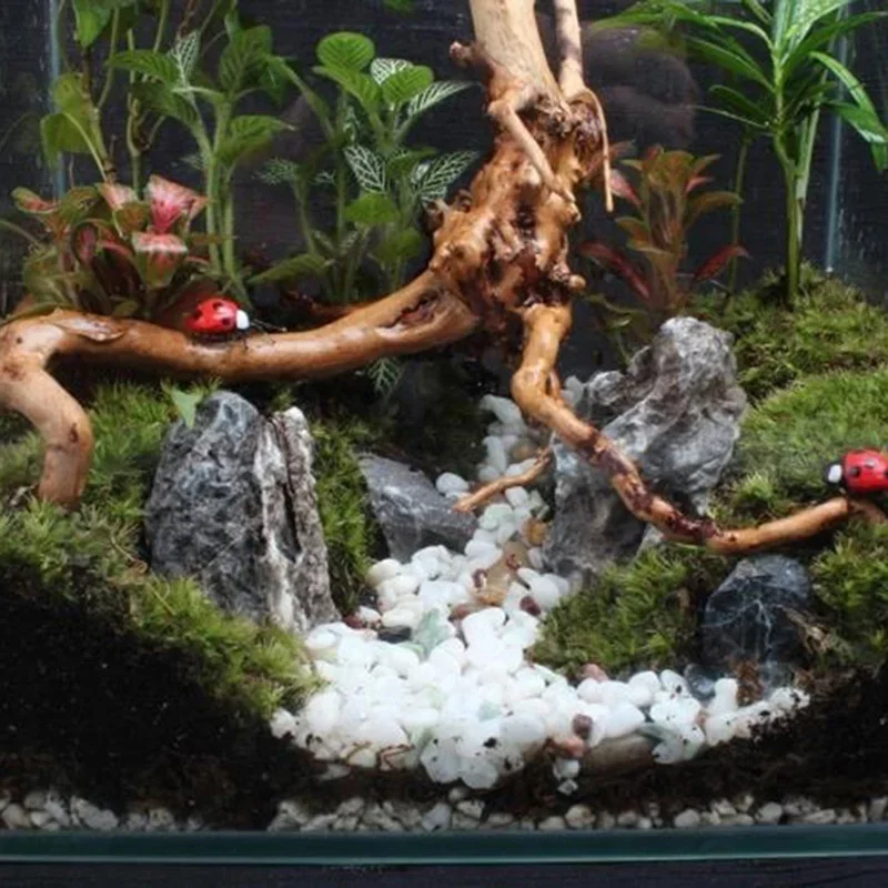 شجرة طبيعية جذع Driftwood لحوض - مراجعة Aquarium Plant Root Tabs وسعره
