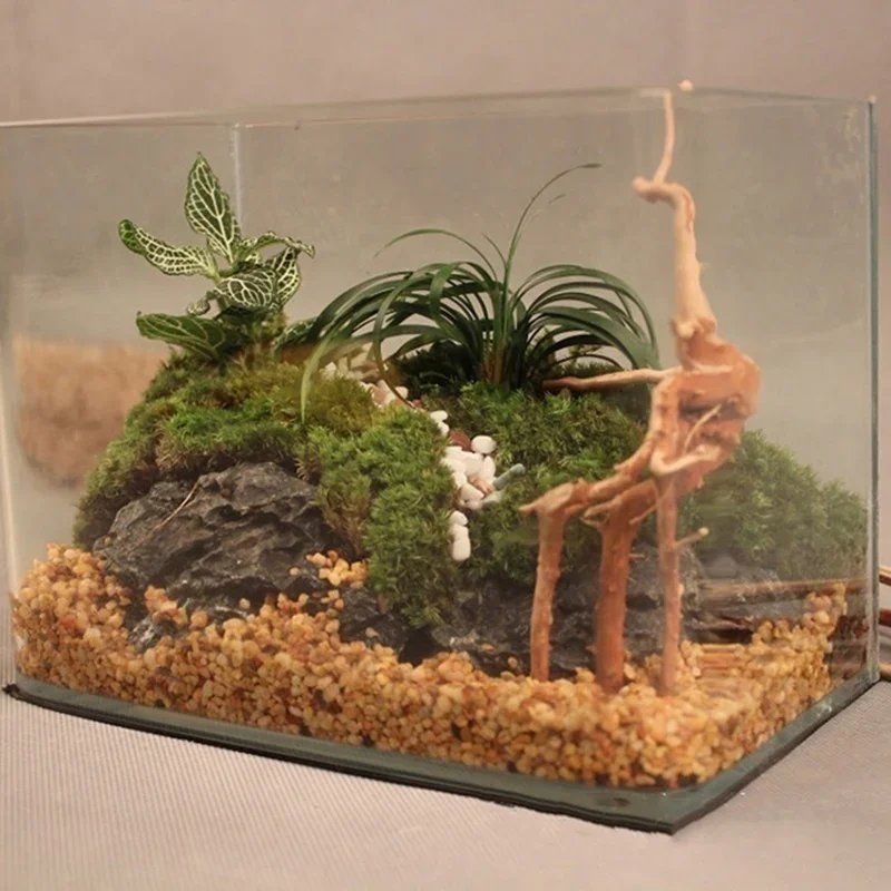 شجرة طبيعية جذع Driftwood لحوض - مراجعة Aquarium Plant Root Tabs وسعره