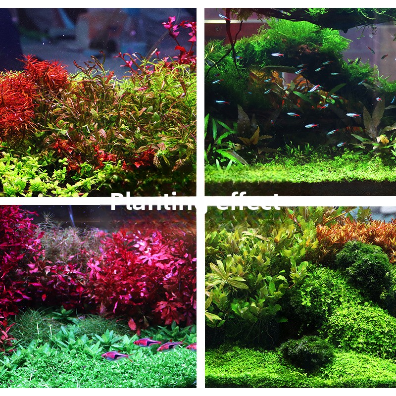 رمل حوض السمك المزروع من SYSEN - مراجعة Planted Aquarium Fertilizer وسعره