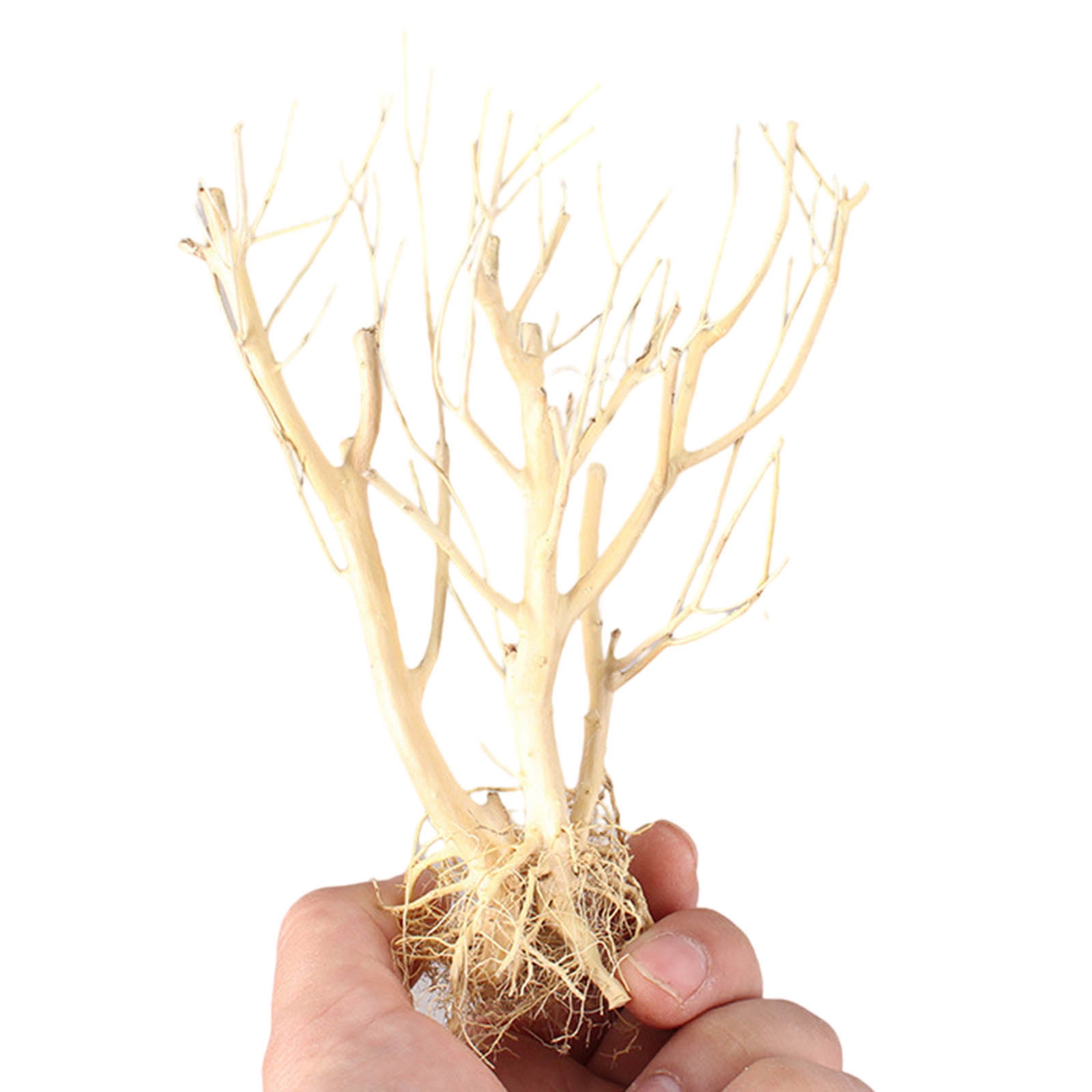 زينة جديدة لحوض السمك من الخشب - مراجعة Aquarium Plant On Wood وسعره