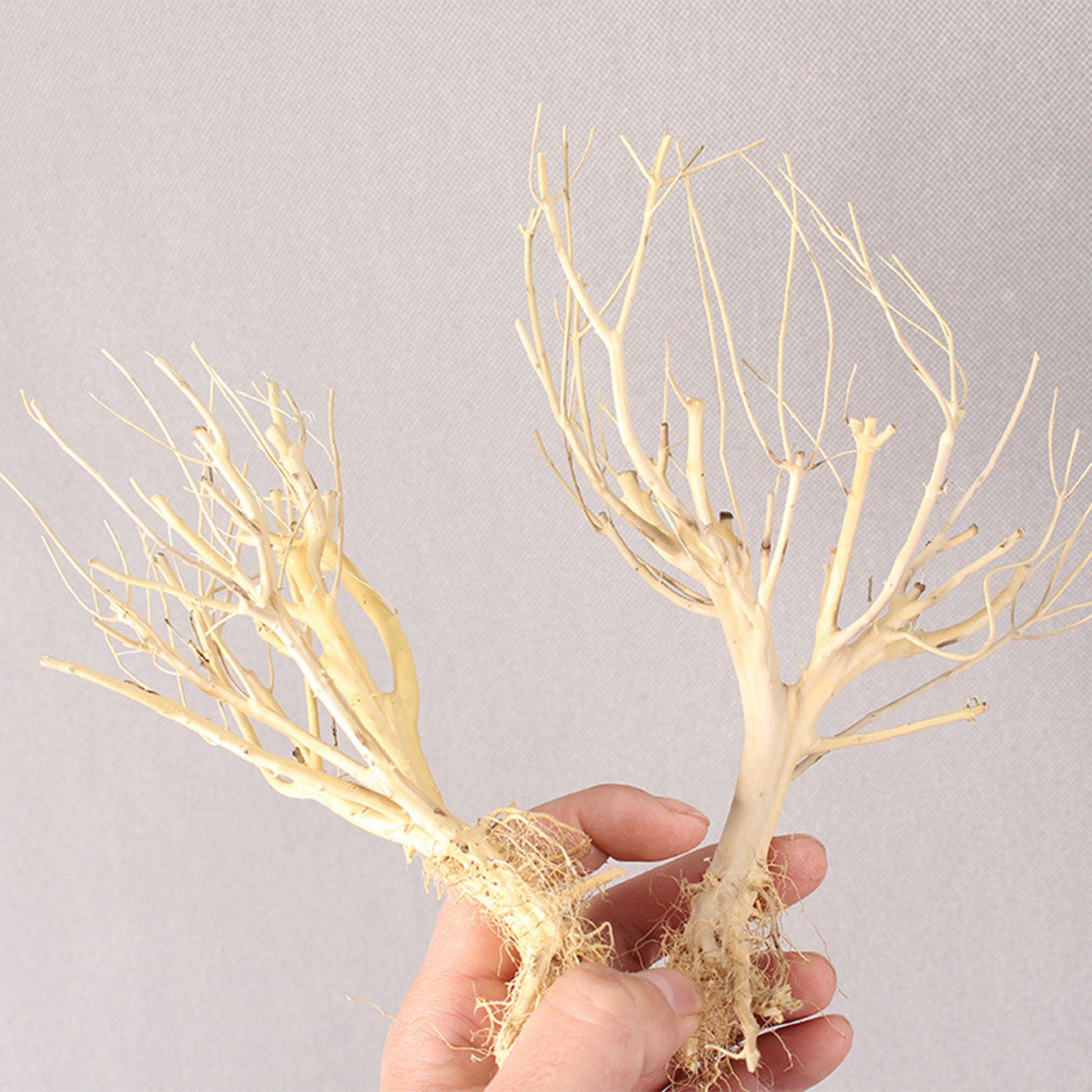 زينة جديدة لحوض السمك من الخشب - مراجعة Aquarium Plant On Wood وسعره