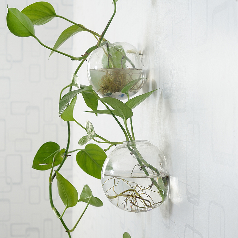الجدار شنقا وعاء السمك الاكريل - مراجعة Planted Aquarium Bowl وسعره