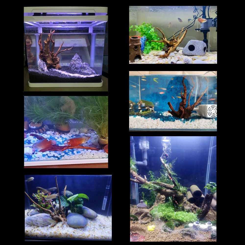 خشب عائم طبيعي كبير لحوض السمك - مراجعة Planted Aquarium Bowl وسعره