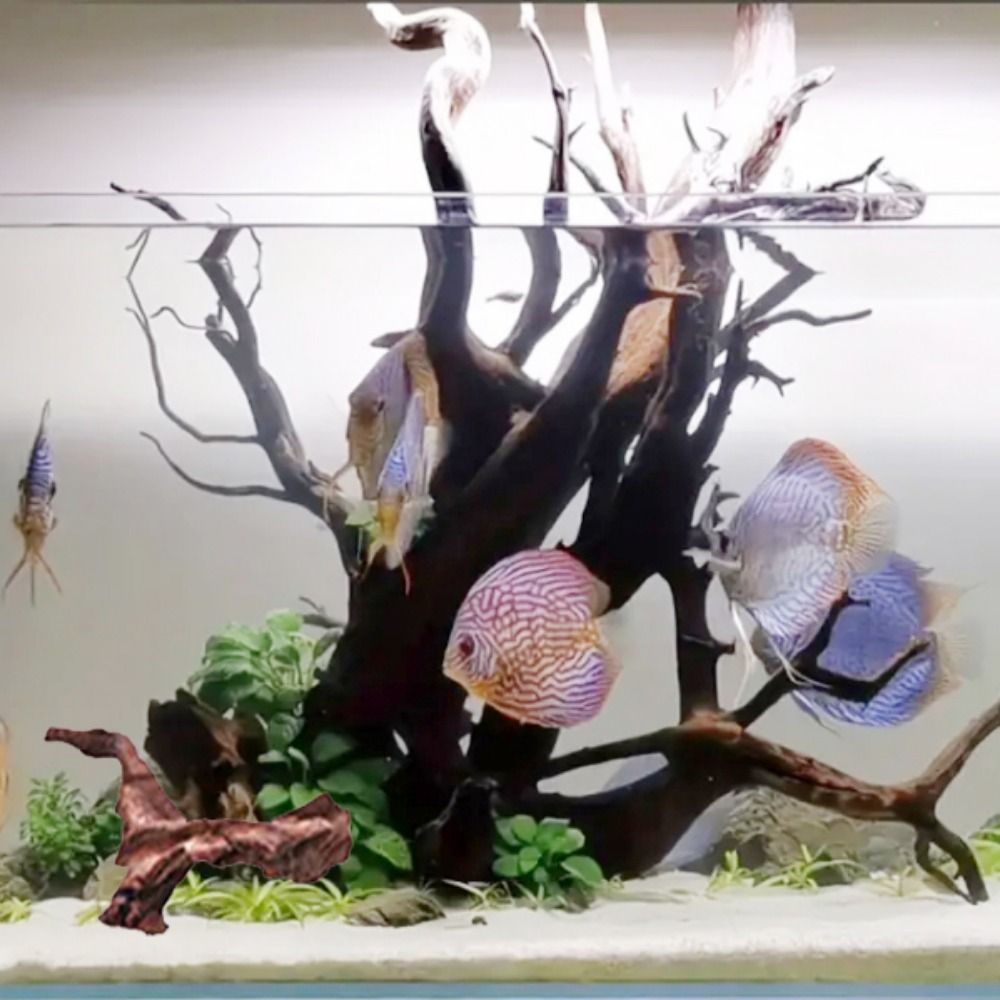 جذور شجرة الأناناس الطبيعية ال - مراجعة Aquarium Plant Root Tabs وسعره