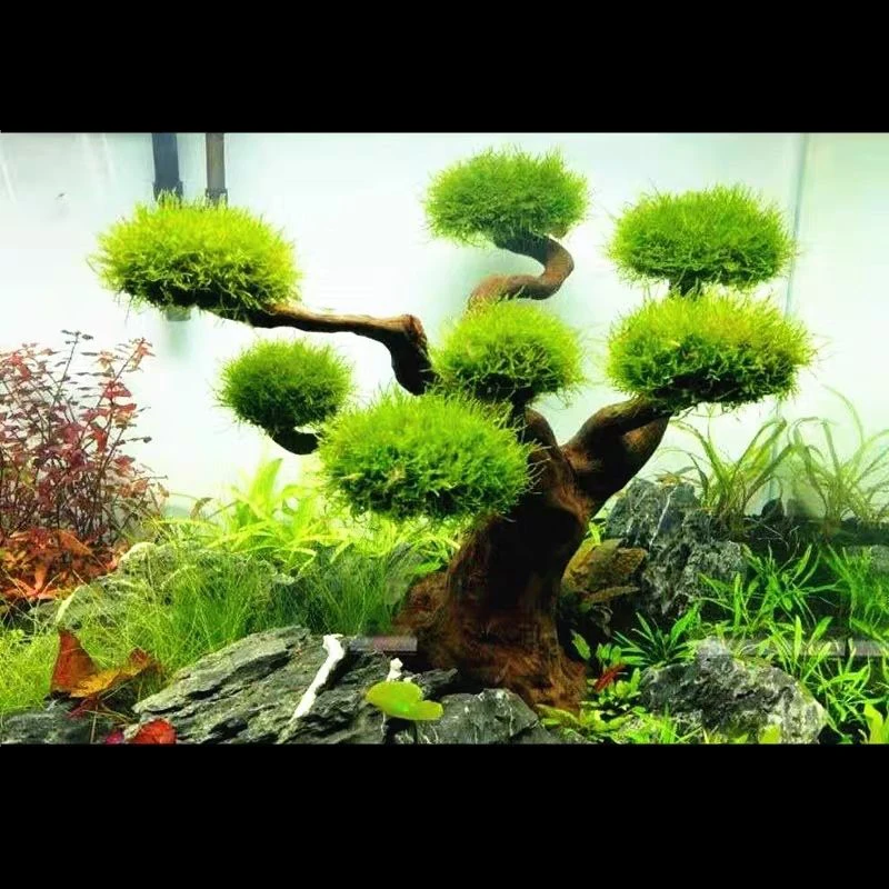 حوض السمك Driftwood المناظر ال - مراجعة Aquarium Plant Root Tabs وسعره