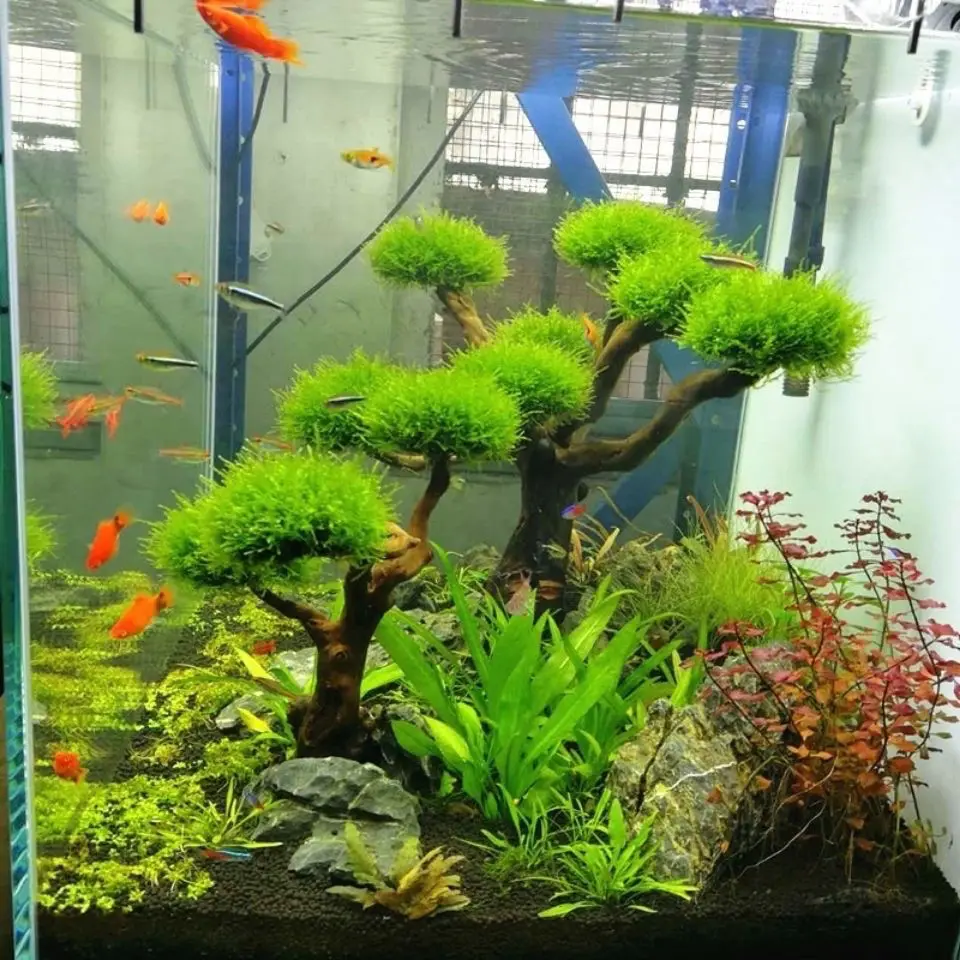 حوض السمك Driftwood المناظر ال - مراجعة Aquarium Plant Root Tabs وسعره