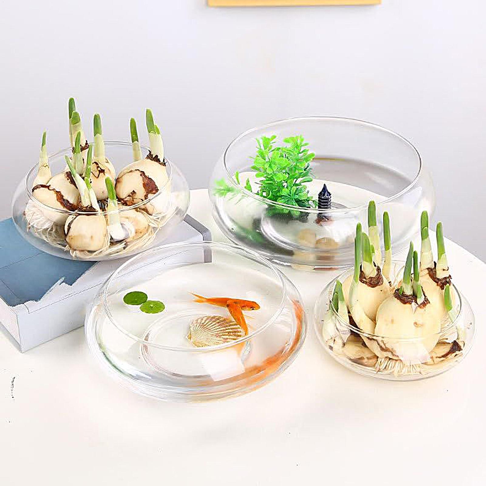 وعاء زجاجي كبير للأسماك، وعاء  - مراجعة Planted Aquarium Bowl وسعره