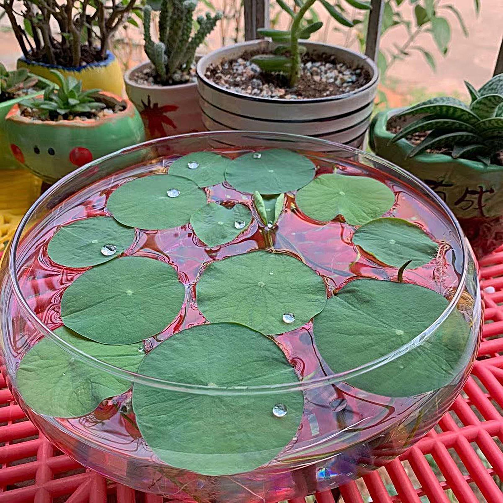 وعاء زجاجي كبير للأسماك، وعاء  - مراجعة Planted Aquarium Bowl وسعره